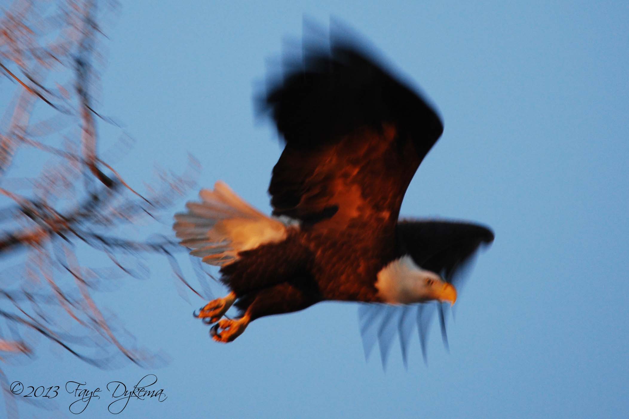 eagle in flight - web