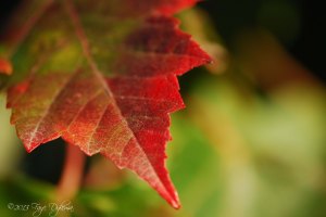 Maple leaf close copy